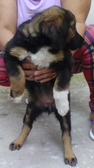 Cachorro ra a Indefinida idade Abaixo de 2 meses nome Sem nome