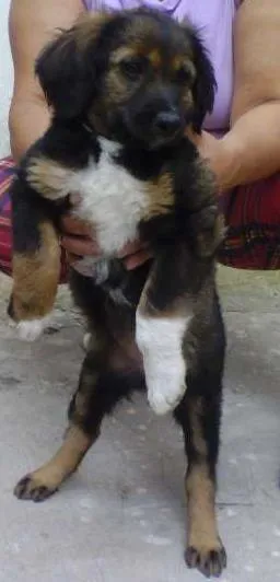 Cachorro ra a Indefinida idade Abaixo de 2 meses nome Sem nome