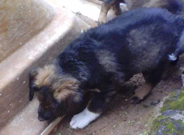 Cachorro ra a Indefinida idade Abaixo de 2 meses nome Sem nome