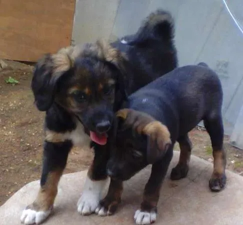 Cachorro ra a Indefinida idade Abaixo de 2 meses nome Sem nome