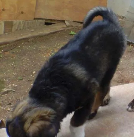 Cachorro ra a Indefinida idade Abaixo de 2 meses nome Sem nome