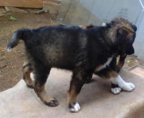 Cachorro ra a Indefinida idade Abaixo de 2 meses nome Sem nome
