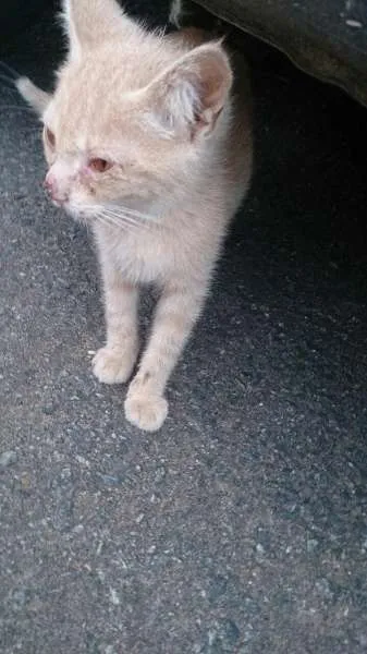 Gato raça SRD idade Abaixo de 2 meses nome sem nome