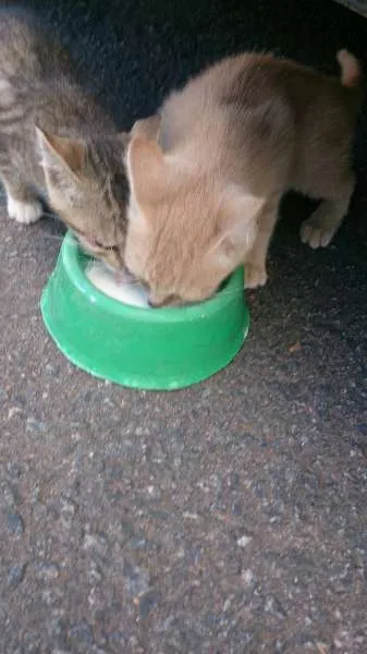 Gato raça SRD idade Abaixo de 2 meses nome sem nome