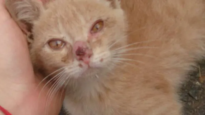 Gato raça SRD idade Abaixo de 2 meses nome sem nome