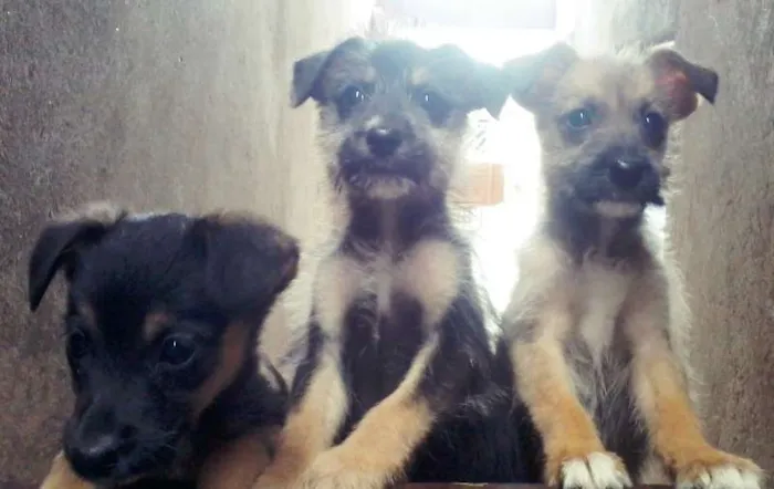 Cachorro raça vira lata idade 2 a 6 meses nome filhotes