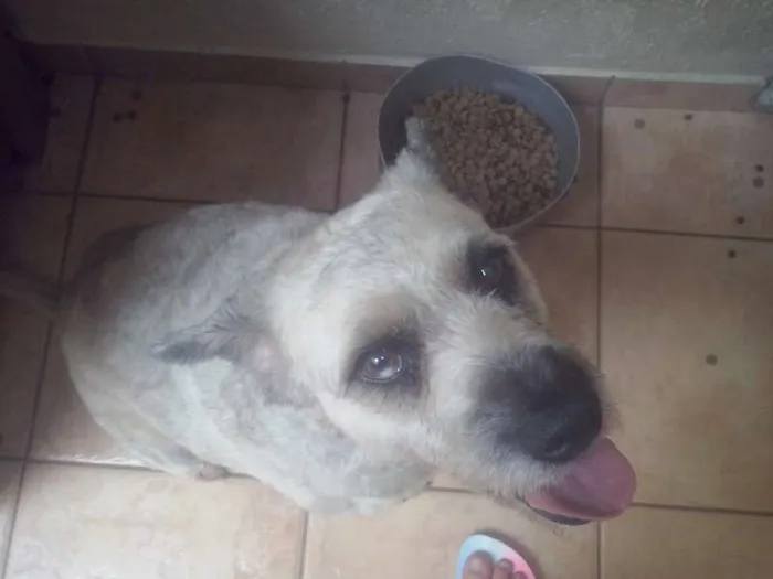 Cachorro raça Vira-lata idade 3 anos nome Charlie