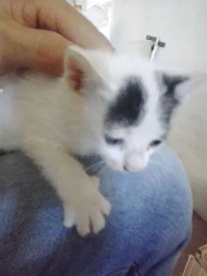 Gato raça  idade Abaixo de 2 meses nome sem nome