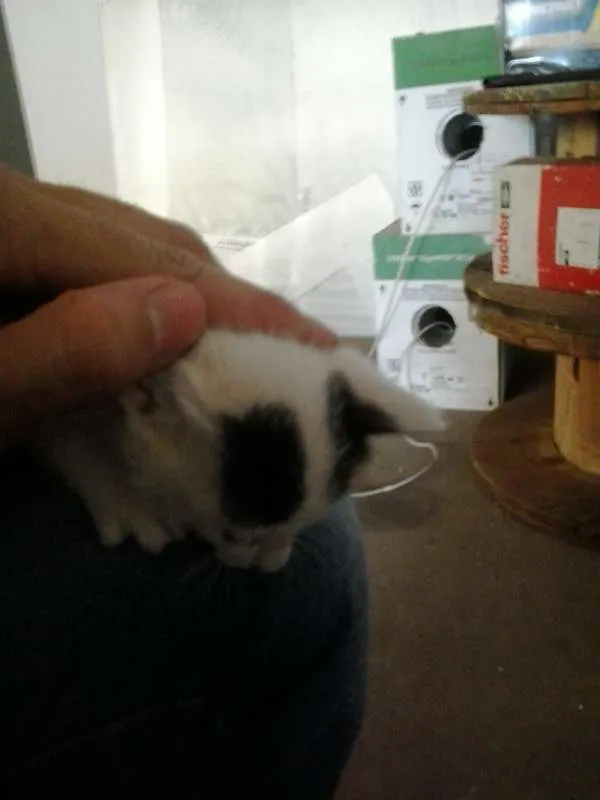Gato raça  idade Abaixo de 2 meses nome sem nome