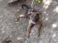 Pequena e o Preto