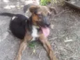 Pequena e o Preto