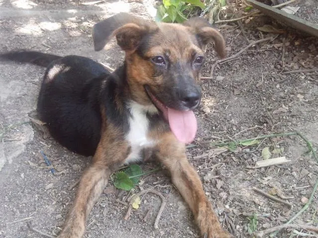 Cachorro raça Viralata idade 2 a 6 meses nome Pequena e o Preto