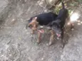 Pequena e o Preto