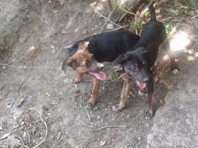 Cachorro raça Viralata idade 2 a 6 meses nome Pequena e o Preto