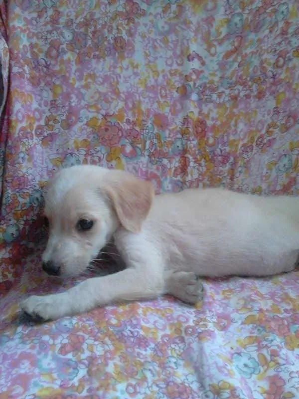 Cachorro raça vira lata idade 2 a 6 meses nome bob