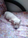bob