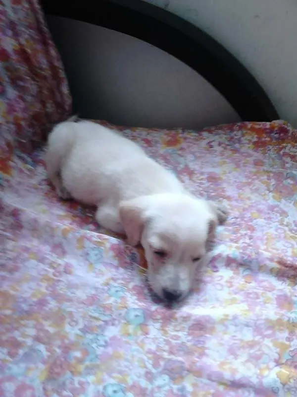 Cachorro raça vira lata idade 2 a 6 meses nome bob
