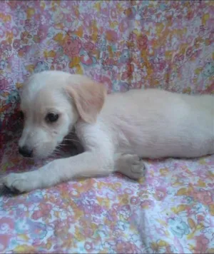 Cachorro raça vira lata idade 2 a 6 meses nome bob