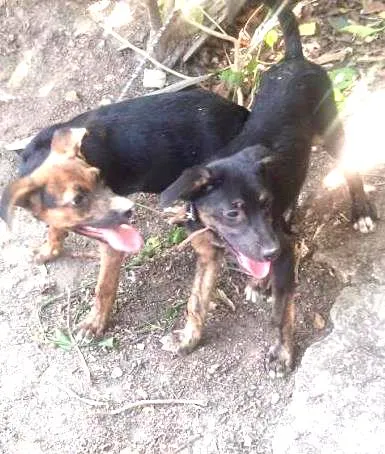 Cachorro raça Viralata idade 2 a 6 meses nome Pequena e o Preto