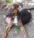 Pequena e o Preto