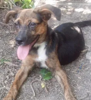 Cachorro raça Viralata idade 2 a 6 meses nome Pequena e o Preto