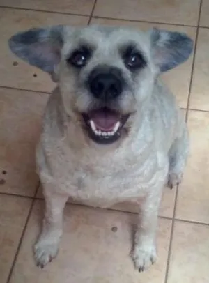 Cachorro raça Vira-lata idade 3 anos nome Charlie