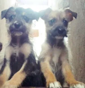 Cachorro raça vira lata idade 2 a 6 meses nome filhotes