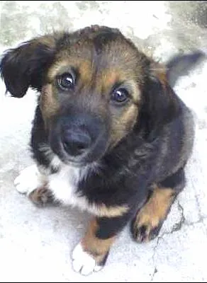 Cachorro ra a Indefinida idade Abaixo de 2 meses nome Sem nome