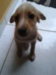 Pequeno