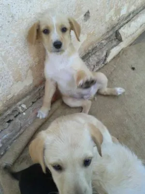 Cachorro raça Vira Lata idade 2 a 6 meses nome Pequeno