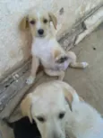 Pequeno
