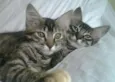 Alice/Nene