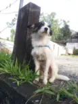 Pitico