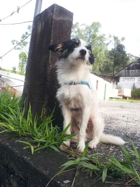 Cachorro ra a SRD idade 2 anos nome Pitico