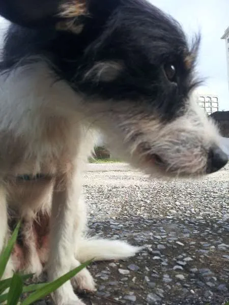 Cachorro ra a SRD idade 2 anos nome Pitico