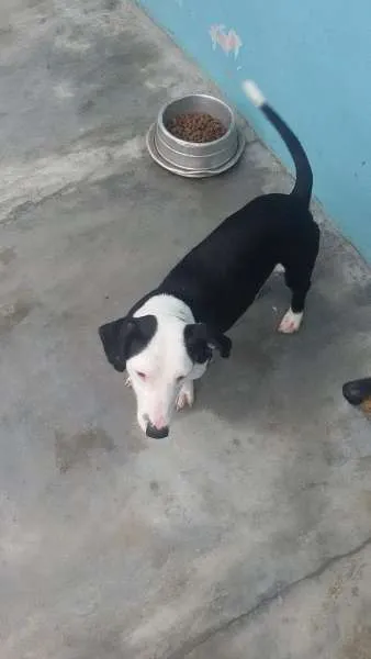 Cachorro ra a SRD idade 2 anos nome LENOXX