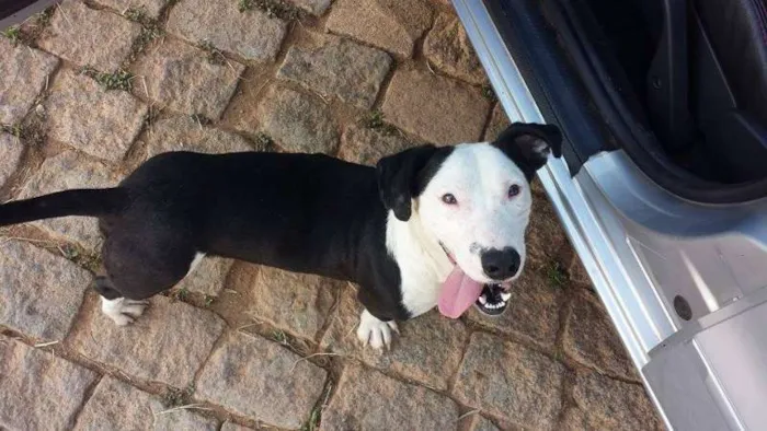 Cachorro ra a SRD idade 2 anos nome LENOXX