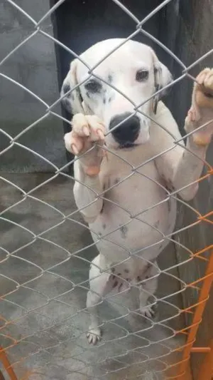 Cachorro raça Dálmata idade 2 anos nome SNOW
