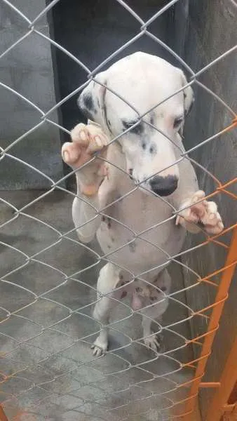 Cachorro ra a Dálmata idade 2 anos nome SNOW