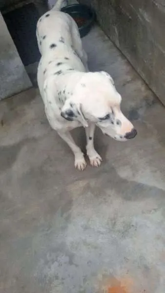 Cachorro ra a Dálmata idade 2 anos nome SNOW