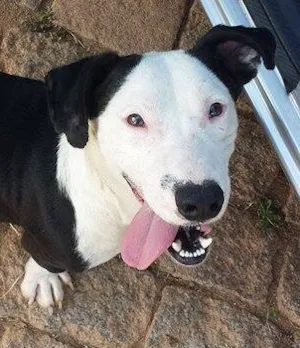 Cachorro raça SRD idade 2 anos nome LENOXX