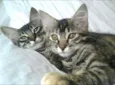 Alice/Nene