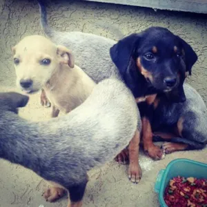 Cachorro raça Vira Lata idade Abaixo de 2 meses nome Sem nome