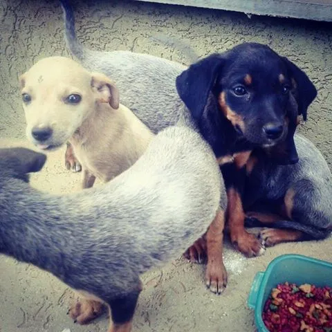 Cachorro ra a Vira Lata idade Abaixo de 2 meses nome Sem nome