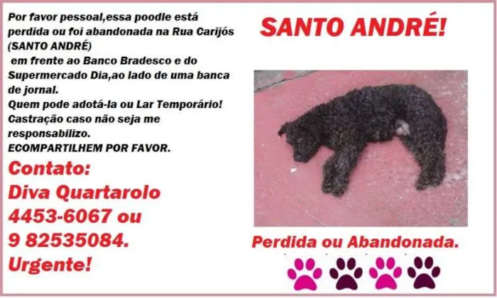 Cachorro ra a Poodle idade 3 anos nome Poodle