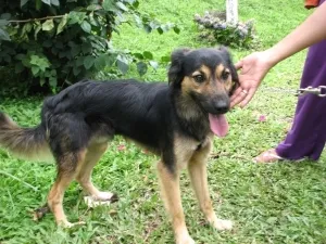 Cachorro ra a SRD idade 3 anos nome Jimmy