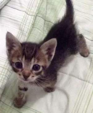 Gato raça SRD idade Abaixo de 2 meses nome Não possui nome