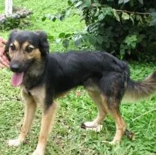 Cachorro raça SRD idade 3 anos nome Jimmy