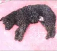 Poodle