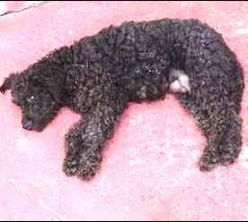 Cachorro ra a Poodle idade 3 anos nome Poodle